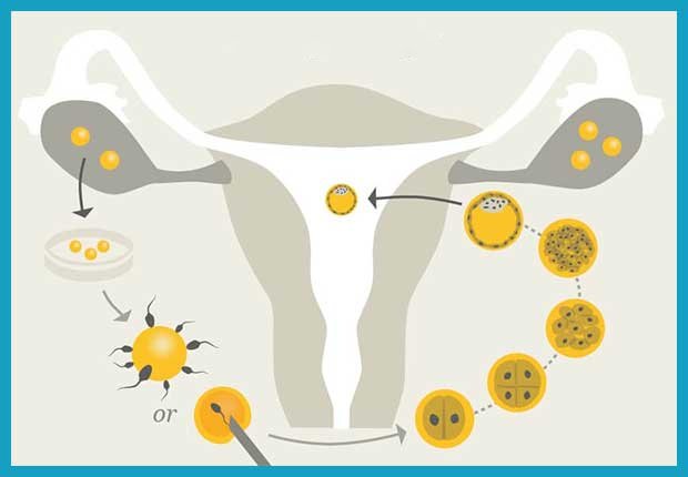 Blastocyst-Transfer jeevan mithra dr ramya ramalingam dr jaya nirmala